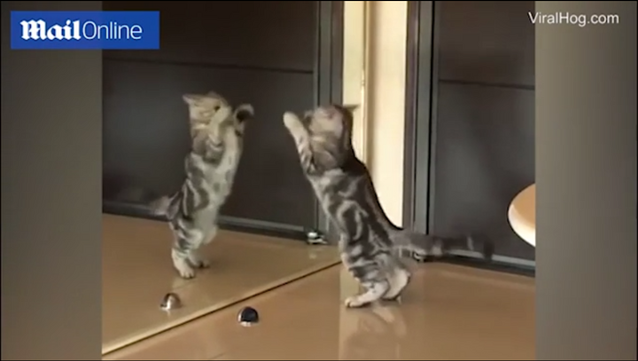 Lần đầu thấy gương, mèo hành động khiến chủ không nhịn được cười