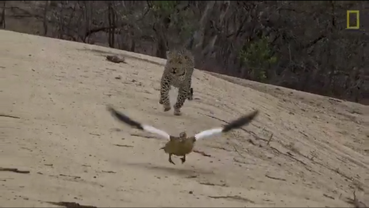 Để giải cứu đàn con, ngỗng mẹ diễn xuất như kịch sĩ, đánh lừa báo hoa mai