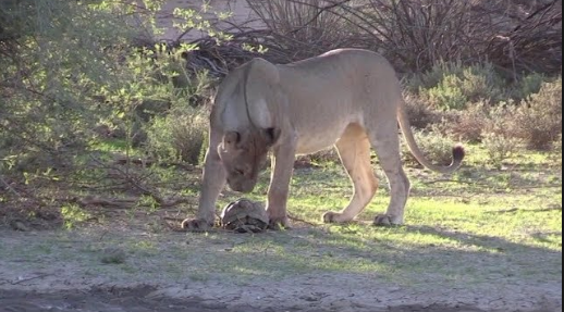 Rùa phòng thủ thông minh khiến cặp sư tử lao tới định làm thịt phải ngao ngán bỏ đi