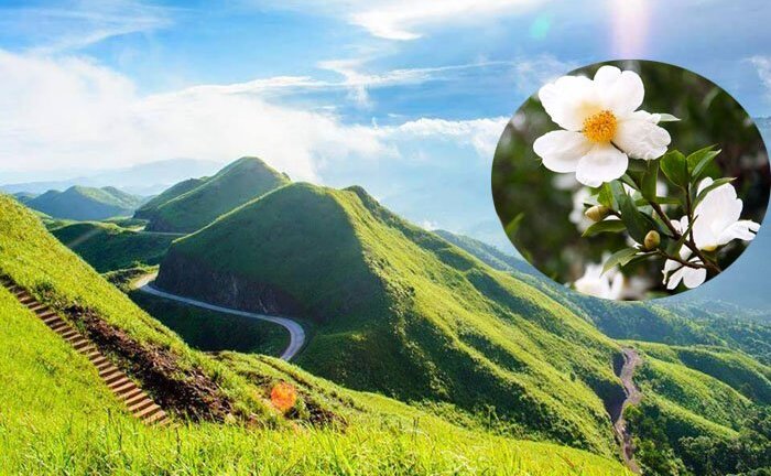 Về Bình Liêu ‘cưỡi sống khủng long’, ngắm rừng hoa Sở
