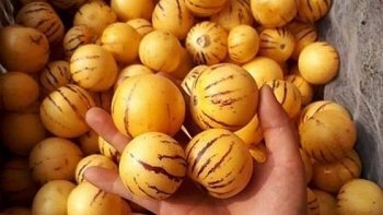 Dân Việt tranh nhau mua quả sâm sữa Trung Quốc