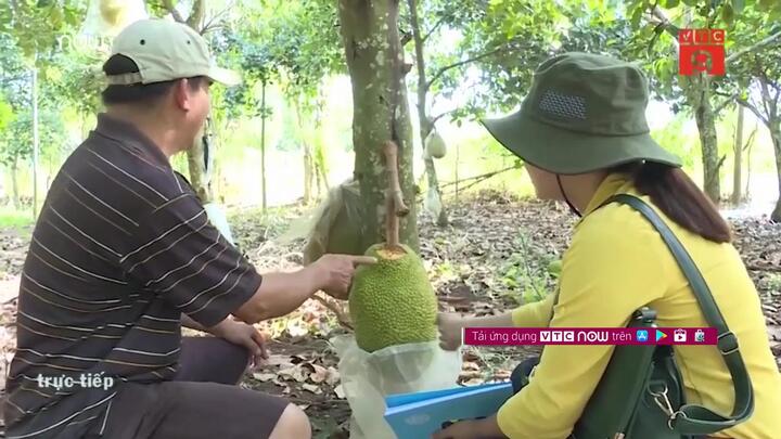 Nông dân uất nghẹn nhìn hơn 1,5 tấn mít bị phá hủy, mất cắp kỳ lạ