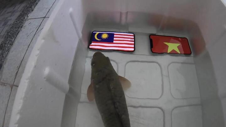 Clip: Con cá dự đoán Malaysia thắng chung kết AFF Cup và cái kết đắng