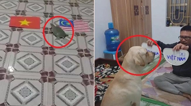 Clip: Xem chó, rùa tiên tri kết quả trận chung kết lượt đi AFF Cup 2018