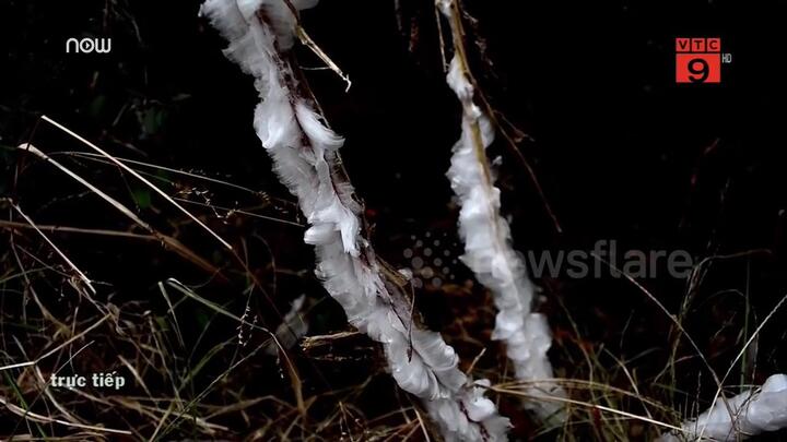 Video: 'Hoa băng' hiếm gặp bao phủ mặt đất ở Mỹ
