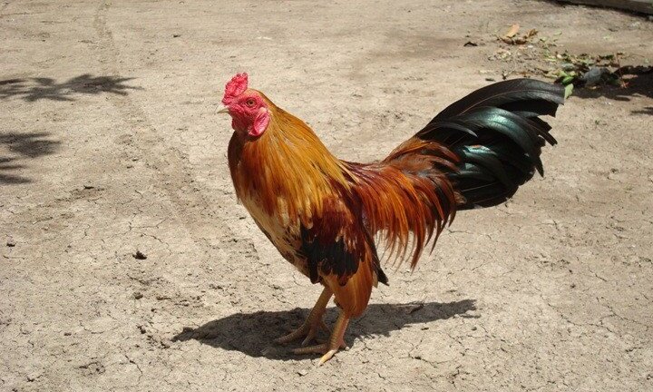 Clip: Gà nhà mổ tới tấp, ăn thịt rắn trong 1 nốt nhạc