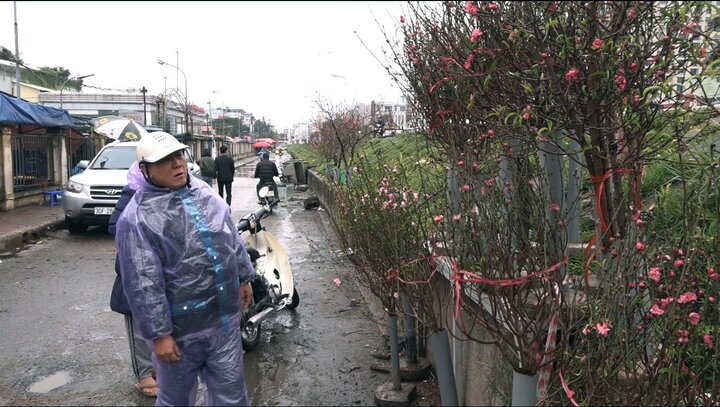 Ảnh: Đào Nhật Tân nở sớm xuống phố, giá 1,2 triệu đồng/cành