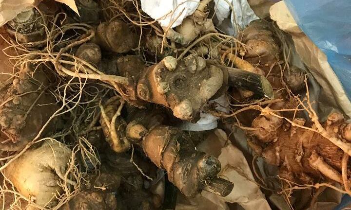 Tuồn sâm giả Ngọc Linh lên vùng sâm ở Quảng Nam rao bán