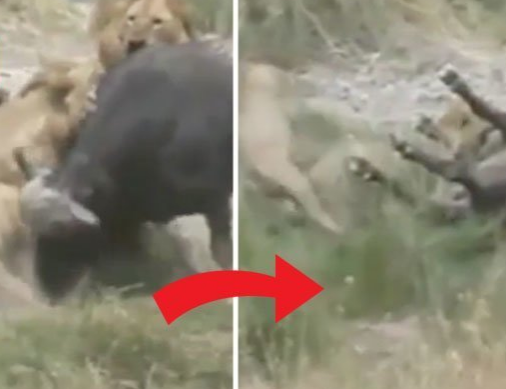 Tấn công con trâu đơn thương độc mã, đàn sư tử nhận kết đắng