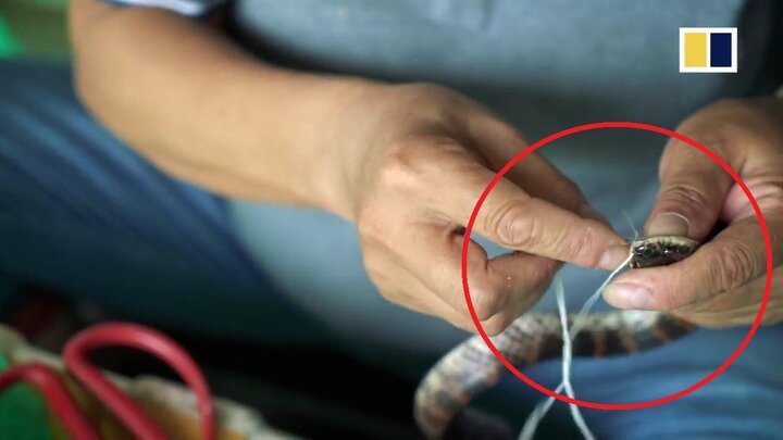 Ngôi làng nuôi 3 triệu con rắn ở Trung Quốc: Rắn cắn người như cơm bữa, bị khâu miệng mùa sinh sản