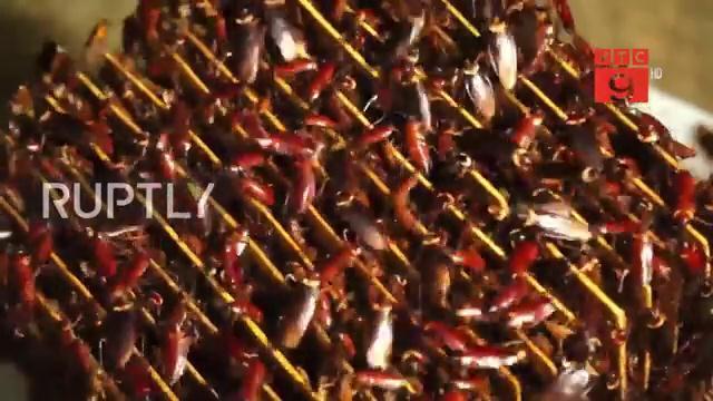 Video: Điều đặc biệt kỳ thú trong trang trại nuôi hàng triệu con gián ở Trung Quốc