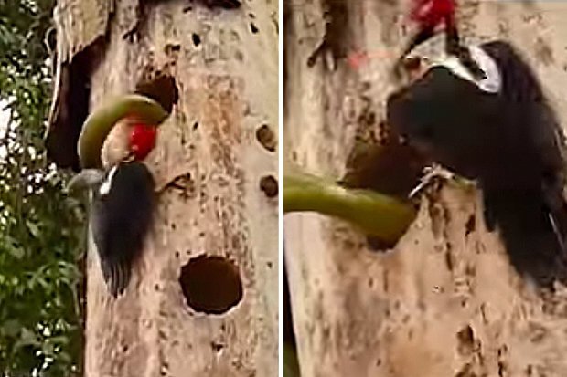 Bị rắn cướp tổ, chim gõ kiến quyết tử chiến đòi lại lãnh thổ