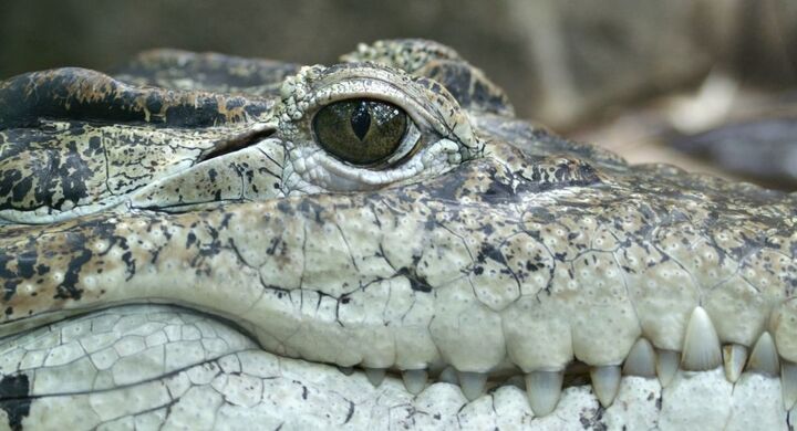 Du khách 'chết lặng' khi đánh rơi điện thoại xuống hố nhung nhúc cá sấu