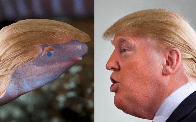 Lý do sinh vật mù được đặt theo tên Tổng thống Trump