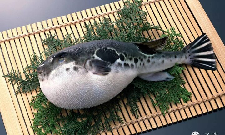 Vì sao người Nhật bỏ hàng trăm USD ra ăn cá nóc độc chết người?