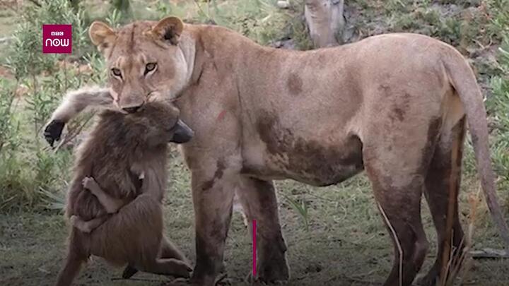 Kỳ lạ sư tử tận tình chăm sóc khỉ con sau khi giết khỉ mẹ