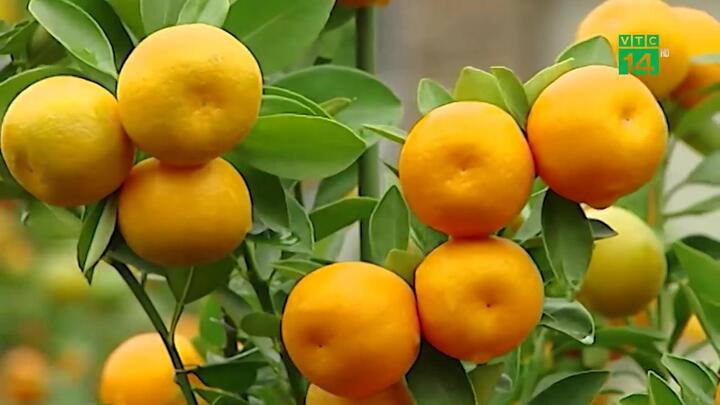 Mách bạn bí quyết chăm đào, quất tươi lâu ngày Tết