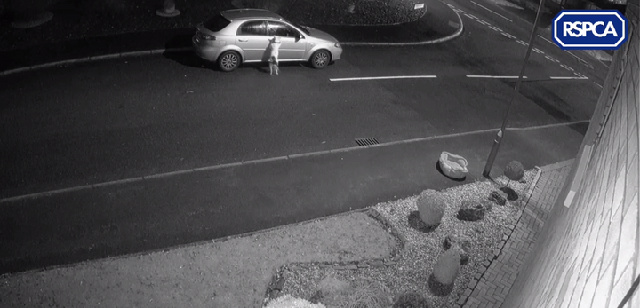 Clip: Chó bị bỏ rơi vẫn kiên trì chạy theo xe của chủ không chịu bỏ cuộc