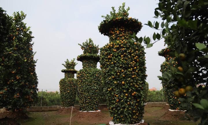 Video: Quýt uốn hình lục bình chơi Tết, giá 50 triệu đồng/cặp