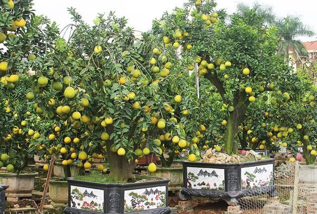 Cận cảnh cây bưởi cổ thụ cao 4 m với 300 quả vàng ươm giá hơn 60 triệu đồng