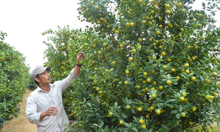 Làng quất nức tiếng miền Trung khấp khởi vào vụ Tết