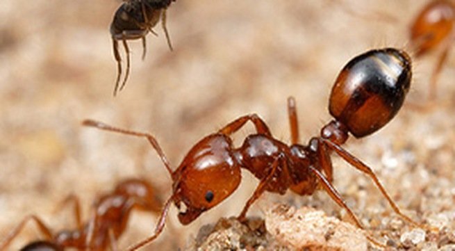 Bé gái khóc thét, sốc phản vệ sau 1 phút bị kiến đốt