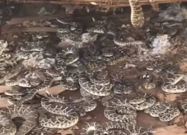 Ám ảnh vì phát hiện gần 50 con rắn đuôi chuông lúc nhúc dưới sàn nhà