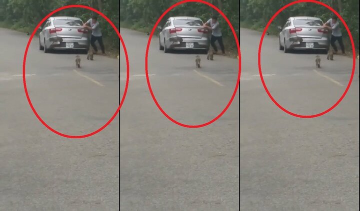 Người đàn ông đi ôtô thả bánh định bắt khỉ ở TP.HCM