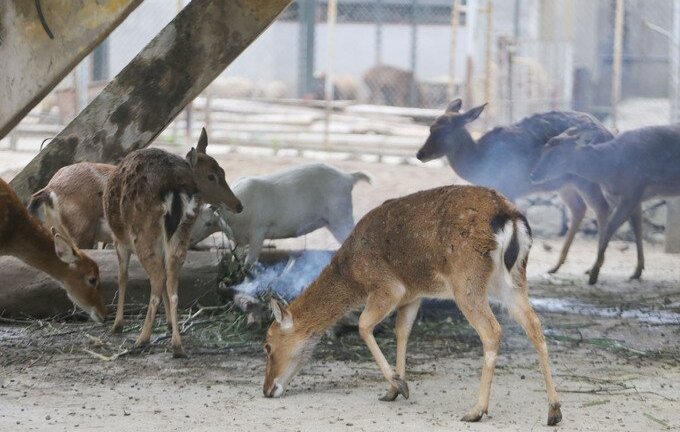 Video: Đốt lửa, lắp máy sưởi chống rét cho thú dữ ở công viên Thủ Lệ, Hà Nội