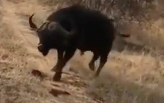 Bị trâu rừng nổi điên truy sát, du khách hoảng loạn la hét