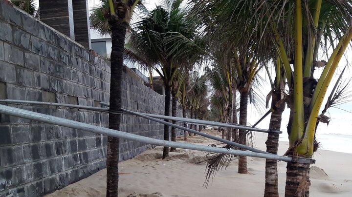 Ảnh: Mang sắt thép quây chằng chịt cả trăm cây dừa ven bãi biển hấp dẫn nhất hành tinh