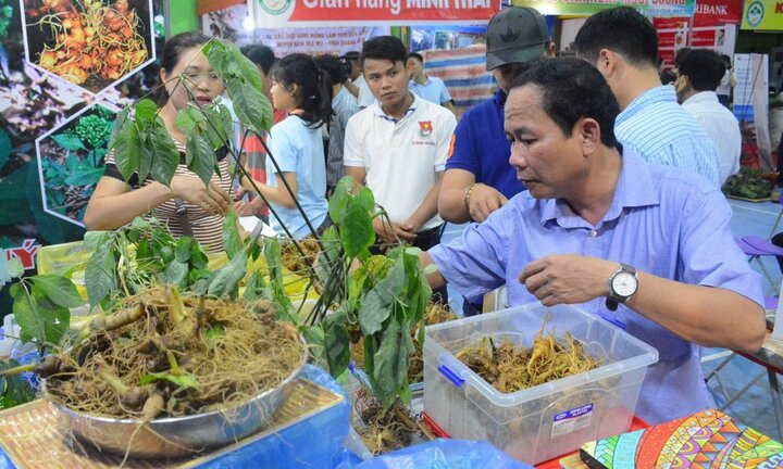 Thu 4 tỷ đồng từ phiên chợ sâm Ngọc Linh đầu năm