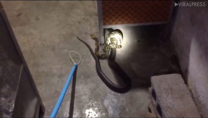 Clip: Trận tử chiến giữa rắn hổ mang chúa và trăn trong nhà kho bỏ hoang