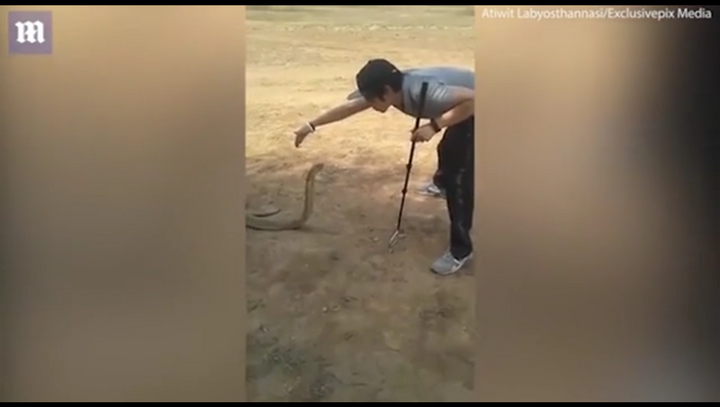 Clip: Nam thanh niên bắt rắn hổ mang chúa ‘khủng’ trong tích tắc