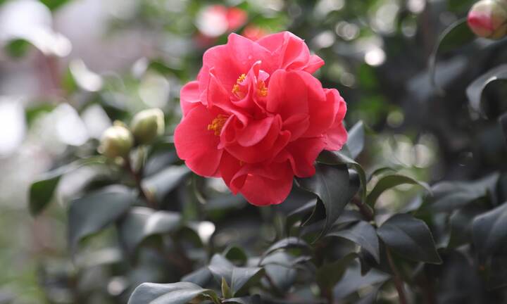 Ảnh: Trà cổ bán Tết giá cả trăm triệu đồng/cây