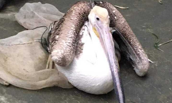 Dân Huế liên tục bắt được chim Bồ nông quý hiếm, gắn thiết bị có chữ nước ngoài