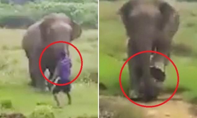 Clip: Cố thôi miên voi, người đàn ông bị giẫm chết tại chỗ thương tâm