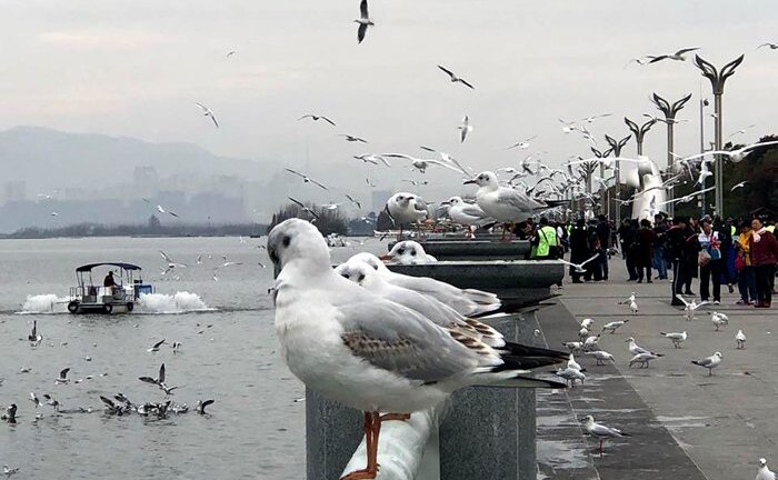 Kỳ lạ hồ nước trên núi cao có cả triệu con chim hải âu bay rợp trời