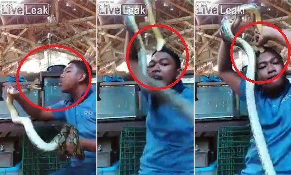 Clip: Dại dột trêu rắn, thanh niên bị rắn chồm lên cắn đầu