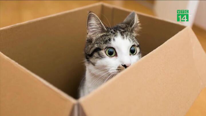 Bỏ rơi mèo, chủ bị phạt 45 triệu đồng