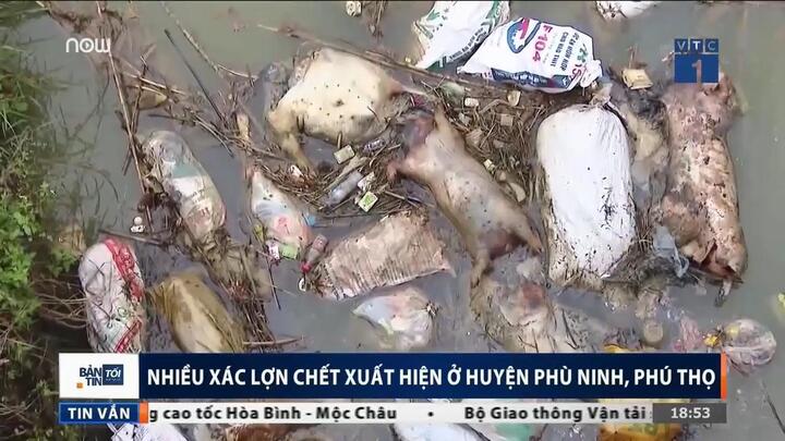 Clip: Kinh hoàng xác lợn chết hôi thối vứt đầy ao ở Phú Thọ