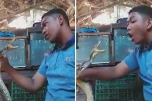 Clip: Dại dột trêu rắn, thanh niên bị rắn chồm xuống cắn đầu