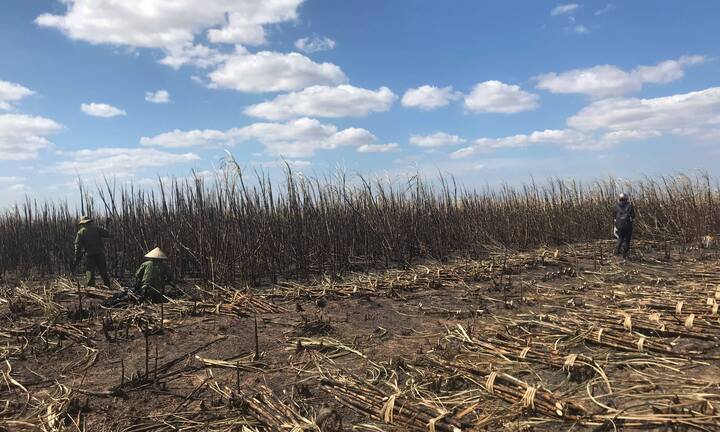 Hơn 100 ha mía ở Đắk Lắk bốc cháy dữ dội