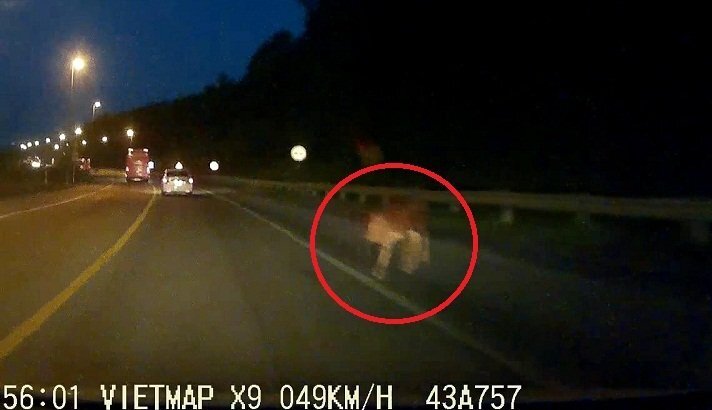 Clip: Con bò đột ngột xuất hiện trên đèo lúc trời tối khiến tài xế ô tô thất kinh