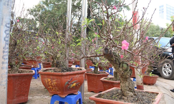 Video: Ngắm đào mini cao 2 gang tay giá gần 4 triệu/cây chơi Tết ở Hà Nội