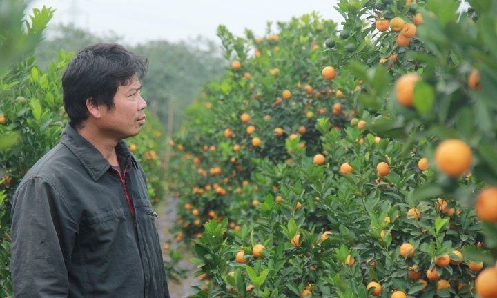 'Phù thủy' biến cây quất bỏ đi, thành quất 'vàng', kiếm vài chục triệu đồng ăn Tết