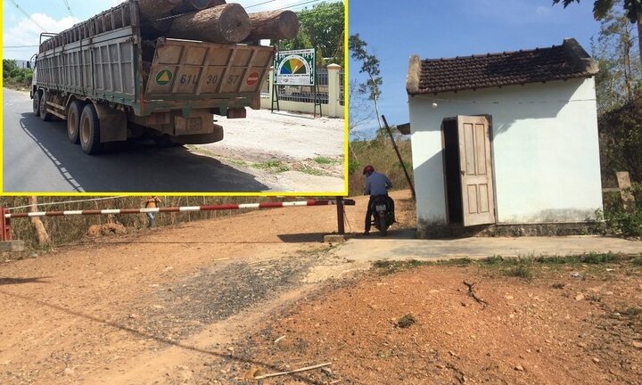 Khởi tố trạm trưởng quản lý rừng nhận tiền của trùm gỗ lậu Phượng 'râu'