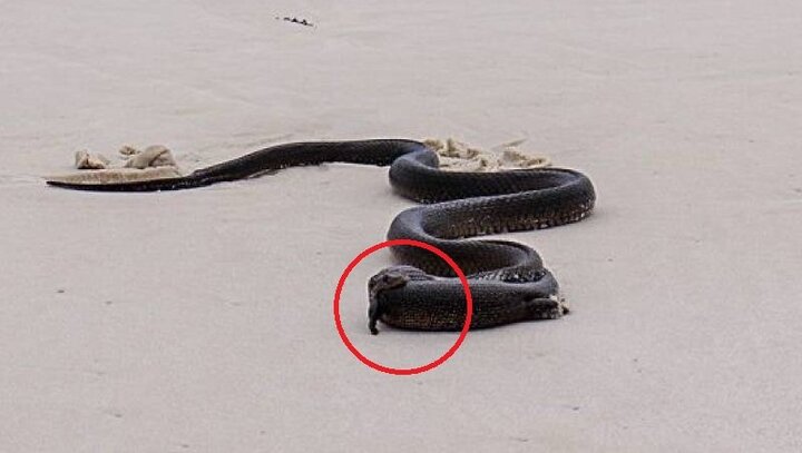 Clip: Rắn độc quằn quại nuốt chửng thằn lằn trên bãi biển