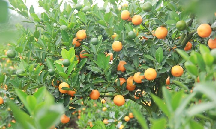 Clip: Người trồng quất Hưng Yên hốt bạc triệu từ cây quất bỏ đi sau Tết