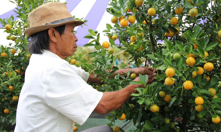 Lạc bước giữa những vườn quất bạc triệu ở làng quất nức tiếng miền Trung